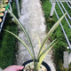 Wengyuan Orchid Jianlan Hetianxia Yehua Double Art Lotus-shaped Plain Heart Ceiling High-grade Xiangyi Precious Resource Grass Hetianxia 2 Seedlings Large and Strong Seedlings Bloom in the Year