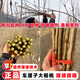 Qiuying cherry large cherry grafted branches Meizaoshawang Russian No. 8 scion rocket Red cherry ear buds Russian No. 8 cherry 5 branches 40cm (inclusive)-50cm (inclusive)