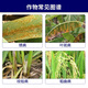 Syngenta Yangcai 18.7% propiconazole azoxylin banana leaf spot disease Yangcai pesticide fungicide 1L*1 bottle