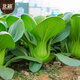 Beishu small green vegetable seed seedlings Shanghai green stem rapeseed fast-growing 605 Shanghai green seeds 50g about 20,000 grains