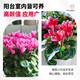 Cyclamen potted plant with flowers extra large rabbit flower plant indoor double Phalaenopsis blooms in all seasons, good for raising seedlings, high-quality original pot, big flower, good luck, Cyclamen (full bloom)