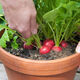 Four seasons popular radish seeds, radish seeds, balcony four-season potted vegetable seeds, red cherry radish seeds, 1 pack, about 300 pieces