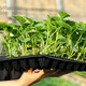 Dayu Boyang No. 9 melon seed seedlings collection, honeydew melon, eight-mile crispy melon seed old variety, Boyang No. 9 melon seedlings, 20 seedlings
