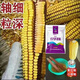 National review of dwarf corn seeds, twins, drought-resistant, lodging-resistant, new varieties from the Academy of Agricultural Sciences, Nonghua 816, 4200 grains + 300 grains, Nonghua 816, 4500 grains, twin varieties