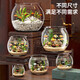 Round household transparent small fish tank desktop 4K ultra-clear desktop fish tank decoration and ornamental one-piece desktop ecological aquarium turtle tank goldfish tank round fish tank giant 24.5*26.5*29cm