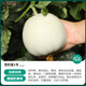 Shouhe Snow Milk Melon Seeds, Ding Brand Snow Milk Melon Seeds No. 1, 400 capsules/bag