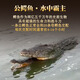 Crocodile and Crocodile Whip Whip Whip Whip Whip Whip Whip Whip Whip Whip Whip Whip Whip Whip Whip Whip Whip Whip Whip Whip Whip Whip Whip Whip Whip Whip Whip Whip Whip Whip Whip Whip Whip Whip Whip Whip Whip Whip Whip Whip Whip Whip Whip Whip Whip Whip Whip Whip Whip Whip Whip Whip Whip Whip Whip Whip Whip Whip Whip Whip Whip Whip Whip Whip Whip Whip Whip Whip Whip Whip Whip Whip Whip Whip Whip Whip Whip Whip Whip Whip Whip W