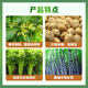 Guoguang gibberellic acid gibberellin 920 growth regulator solution citrus flower and fruit preservation grape germination and antidote 200ml