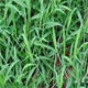 Crabgrass seeds are fast-growing weeds that germinate quickly and are malignant. Northern and Southern crabgrass seeds are sown in summer and autumn. Crabgrass seeds 200 capsules + fertilizer
