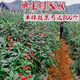 First-generation hybrid large-fruit Chaotian pepper seeds, super spicy and high-yielding pepper padi seeds for field use, single pepper seeds, original 3 packs with rooting powder included.