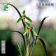 Wengyuan Orchid, Spring Orchid, Myth Thin Leaf Grass, Flower Tongue Colorful Flowers, Fresnel Buds, Strong Fragrance Green Plant Potted Plant, Myth 3 Seedlings, Large Strong Seedlings, Simple Pot Hair