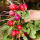 Four seasons popular radish seeds, radish seeds, balcony four-season potted vegetable seeds, red cherry radish seeds, 1 pack, about 300 pieces
