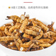 
Cordyceps sinensis (supports quality inspection) Snowy Cordyceps sinensis broken grass whole meat pure meat festival Cordyceps sinensis dried broken grass 30 grams Cordyceps sinensis large broken grass 4 grams to improve immunity