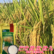 Fragrant rice type rice seeds with slender grains, Taiyou 390, short stems, lodging resistance, wide adaptability and high yield. Taiyou 390 rice seeds 1 Jin Jin equals 0.5 kg.
