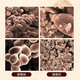 
Don Xiaoteng [Sino-Japan Joint Venture] Don Xiaoteng/Jing Xiaoteng Breaking Wall Ganoderma Spore Powder Enhances Immunity and Tonic Health Products [Half-year] Breaking Wall Ganoderma Spore Powder [6 Boxes]