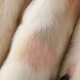 
Aoerrun Haining 2024 winter new fox fur coat women's parka coat real fur young high-end coat medium-length black shell colorful inner liner M 90-105Jin[Jin equals 0.5 kg]