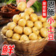 Enshi small potatoes, sun-dried, freshly dug, yellow-skinned mini potatoes, glutinous alpine potatoes, Marco potatoes, 2Jin Jin equals 0.5kg - large fruit - duck egg size (with box)