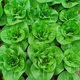 New Snow White Milk Fragrant Cabbage Seeds Baiyu No. 2 Xiangtan Dwarf Cabbage Seeds Potted Field Vegetables Original Factory Packaging Approximately 1532 capsules 1 bag