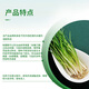 Syngenta Wingselect Cui Ying Jing Jiaxing, Fructus Nitrile Bright Shield Root Rot Bakaneum Disease Seed Coating Agent 10ml* Bag