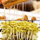 Sprouting kleiner goldener gelb 690 Sojabohnen 5 Jin [Jin entspricht 0,5 kg] Sprossen kleine Sojabohnen, um Natto -Perlen 250 g speziell 690 Sojabohnen 5 Jin zu machen [Jin entspricht 0,5 kg]