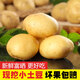Enshi small potatoes, sun-dried, freshly dug, yellow-skinned mini potatoes, glutinous alpine potatoes, Marco potatoes, 2Jin Jin equals 0.5kg - large fruit - duck egg size (with box)