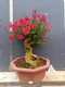 Hermosa fruta casada Flor roja Cruciferum ¡Pila antiguo Bonsai Red Rocket cien días Balcón Rojo Balcón Jardín Flor Flora de injerto Flor roja 679 bien con planta en maceta