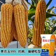 稻玉丰农业贵农玉999大棒品质好白轴籽粒深偏硬粒型优质玉米种子 贵农玉999玉米种子     5袋 4斤装/袋