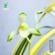 Wengyuan Orchid Jianlan Hetianxia Yehua Double Art Lotus-shaped Plain Heart Ceiling High-grade Xiangyi Precious Resource Grass Hetianxia 2 Seedlings Large and Strong Seedlings Bloom in the Year