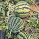 Shouhe Meidu watermelon seed seedling improvement 8424 fruit seeds Weiyu Meidu watermelon seeds 150 barrels