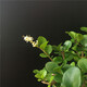
Si Jie Hainan Xianglan bonsai precious tree species blooming and fragrant Bolan outdoor balcony novice planting and raising potted plants 829 Cliff Xianglan does not include pots