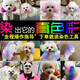 OIMG Dog Hair Dye Special for Pets White Bichon Teddy Animal Cat Dye Hair Cream Pomeranian Supplies Super Fairy Purple (Lavender) 60g With Tools