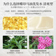Marque imprimée papillon d'origine importée au Japon, shampooing rafraîchissant à l'huile contrôlée à l'huile sans maîtrise en silicone, type 600 ml