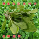 Wild Malantou seeds, edible wild vegetables, easy to sow in all seasons, balcony potted plants, purslane, wild Malantou seeds, 500 capsules + germination fertilizer