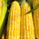 Ldeal ideal agriculture fruit sweet corn seeds field non-GMO high-yielding sweet and crisp corn seeds that can be eaten raw