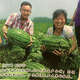 Extra large watermelon seeds, high yield, super sweet, early maturing, four seasons, giant lazy melon king, few seeds, giant dragon watermelon vegetable seeds, giant large fruit watermelon seeds (high sugar and super sweet), original factory packaging, 3 packs of exquisite products, about 150 seeds