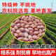 Shandong shelled original extra large peanut seeds, high yield, thin-skinned large fruit, 4 red seeds, 50 Jin Jin equals 0.5 kg, oil output