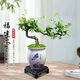 Fujian Tea Posse Plant Floating Branches Green Plantes intérieures Plante de pot Falai