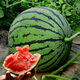 Dayu Lazy Man Watermelon Seed Seedlings Extra Large Suitable for Early Maturing Lazy People in the South 8424 Kirin Melon Meidu Seedless Fruits and Vegetables 8424 Watermelon Seeds 10 capsules