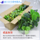 仿真绿植套装仿真花隔断植物装饰摆件花槽龟背叶花箱假花造景 e3895x20m五彩斑斓