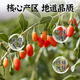 Gong Xiaozhu Red Wolfberry First new product Ningxia Zhongning free wolfberry tea nourishing and soaking in water canned herbal tea 130g