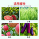 Bonsec 24-Epiruturanica Brassinoline Benzylaminopurine Citrus Apple Tree Flower Promoting Plant Growth Regulator