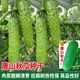 Tangshan Autumn Melon Seeds Fruit Cucumber Flower Melon Balcony Potted Plants for Four Seasons Field Use High-yielding Cucumber Vegetable Seeds Tangshan Autumn Melon Seeds Selection Two Packs About 100