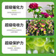 Plant regeneration agent, concentrated nutrient solution, resurrection solution, hydroponic flower fertilizer, indoor potted plant nutrient solution, universal type, 3 boxes (18 pieces, 324g)