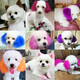 Spring koi and autumn carp dog hair dye, Pomeranian Teddy hair dye for pets, animal pet dyeing, bichon bleach, pet dye-bleach (A+B)