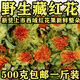 Kou Pang Donglai Qualität Tibet Wild Safran getrocknete Produkte Chinesische medizinische Materialien Ganze Safran Frucht Safrankopf Tee Streng ausgewählt Safran Ganz *495.-505.g