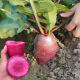 
[3341 pieces in 30 days] Pineapple fruit radish seeds raw Purple beauty radish Rouge radish seeds Summer four Premium original [1098 pieces] Five packs Fruit-type pineapple radish seeds (new seeds this year)
