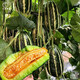 Dayu Boyang No. 9 melon seed seedlings, honeydew melon, eight-mile crisp melon seeds, old varieties, authentic Boyang No. 9 melon seeds, 500 cantaloupe seeds
