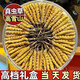 【假一赔十】雪山冬虫夏草正宗藏区虫草正品冬虫草礼盒装虫草干货 西藏那曲虫草3条一克合计10条