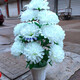 Qingming Tomb Sweeping Fake Chrysanthemum Sacrifice Artificial Flower Cemetery Place Everlasting Flower Graveside Flower Decoration Fabric Juana Yellow Bouquet Does Not Include Pots