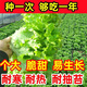 意大利生菜奶油玻璃生菜种子生吃耐寒耐热 意大利耐抽薹生菜新种子 全年可种植 高芽率2包3899粒